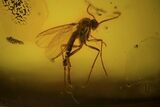 Fossil Caddisfly (Trichopterae) & Fly (Diptera) In Baltic Amber #84624-2